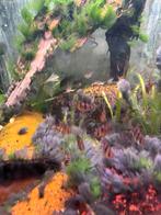 5 streep barbeeltjes, Dieren en Toebehoren, Vissen | Aquariumvissen, Vis, Zoetwatervis, Schoolvis