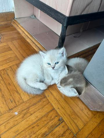 British Shorthair kittens – 4x vrouwelijke kittens beschikbaar voor biedingen