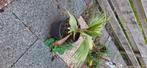 Whashington rubusta, Tuin en Terras, Planten | Bomen, Bloeit niet, Minder dan 100 cm, Palmboom, Ophalen