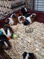 Cavia beertjes
5 beschikbaar, Cavia, Mannelijk, December, Tam