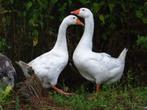 Boerenganzen | Passend advies, Dieren en Toebehoren, Pluimvee, Meerdere dieren, Gans of Zwaan