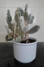 Cactus Opuntia, Ophalen, Minder dan 100 cm, In pot, Cactus