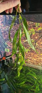 mooie stekjes van de "Echinodorus Bleheri" aquariumplant, Ophalen of Verzenden, Nieuw, Plant(en), Steen of Hout