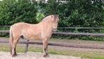 Fjord ruin, Dieren en Toebehoren, Pony's, Gechipt, Ruin, Zadelmak, 3 tot 6 jaar