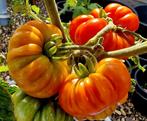 Tomatenplanten Riccio di Parma (bio ) 🐝🦋🌱, Ophalen, Volle zon, Groenteplanten, Eenjarig