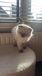Brits korthaar, Dieren en Toebehoren, Katten en Kittens | Raskatten | Korthaar