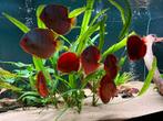Diverse topkwaliteit Discusvissen, Dieren en Toebehoren, Vissen | Aquariumvissen