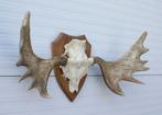 Groot Zweeds ELAND GEWEI op houten schild - ref. Q, Ophalen, Gebruikt, Hert, Gewei of Kop