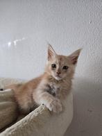 Maine Coon met stamboom en twee jaar garantie!, Meerdere dieren, Gechipt, 0 tot 2 jaar