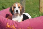 Beagle pups beschikbaar, België, Beagle, 8 tot 15 weken, Meerdere