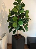 Kunstboom met verzwaarde pot, Huis en Inrichting, Ophalen, Zo goed als nieuw, Binnen