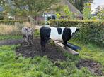 Schitterend stel minikoeien, koe en stier, Dieren en Toebehoren, Runderen, Meerdere dieren