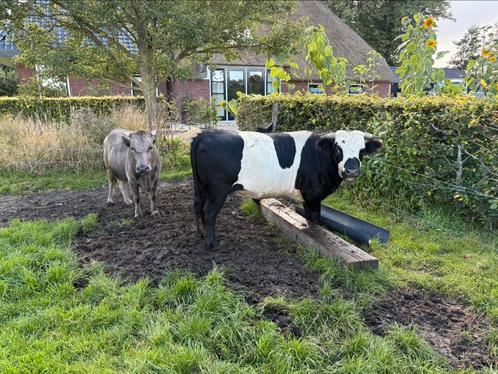 Schitterend stel minikoeien, koe en stier, Dieren en Toebehoren, Runderen, Meerdere dieren