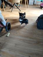 Chihuahuas met stamboom, Dieren en Toebehoren, Honden | Chihuahua's en Gezelschapshonden, België, Rabiës (hondsdolheid), Meerdere