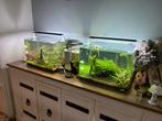 Twee dennerle plant pro aquariums met inhoud, Dieren en Toebehoren, Ophalen, Zo goed als nieuw