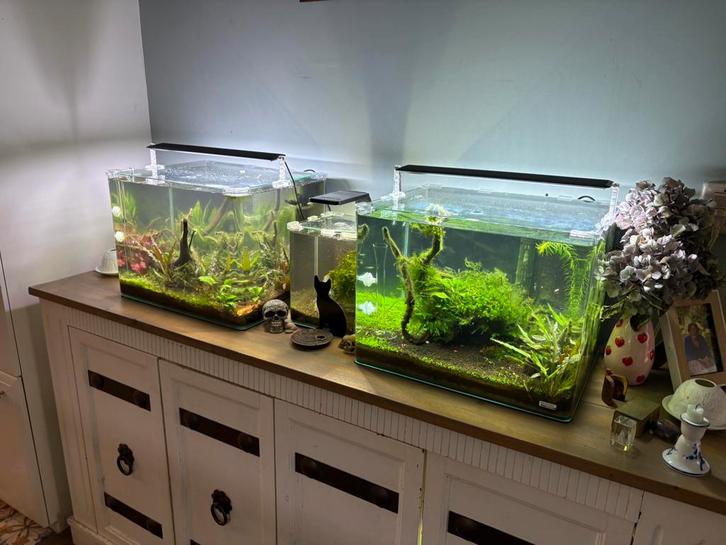 Twee dennerle plant pro aquariums met inhoud, Dieren en Toebehoren, Vissen | Aquaria en Toebehoren, Zo goed als nieuw, Ophalen