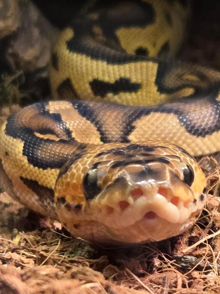 Python Regius (koningspython)