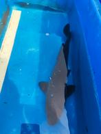 Koi 35cm desgewenst bezorgd aan huis, Karper of Koi