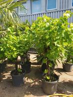 Aanbieding druiven stronken, Tuin en Terras, Planten | Bomen, Ophalen, Volle zon, Overige soorten