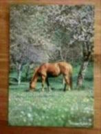 Ansichtkaart paard: alain choisnet ( Michel+co. ), Verzamelen, Ansichtkaarten | Dieren, Ophalen of Verzenden, Paard