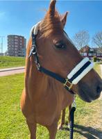Verzorgster gezocht pony, Ophalen of Verzenden, Gebruikt