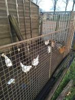 wyandotte krielen en witte kippen te koop, Dieren en Toebehoren, Pluimvee, Meerdere dieren, Kip