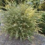 salix flamingo, Overige soorten, 100 tot 250 cm, Zomer, Ophalen