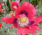 Zaden Papaver Somniferum, Slaapbol, "Klaproos" mix rood/roze, Gehele jaar, Ophalen, Zaad