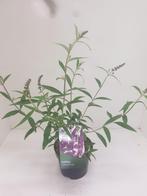 Vlinderstruiken (buddleja), Volle zon, Vaste plant, Zomer, Ophalen
