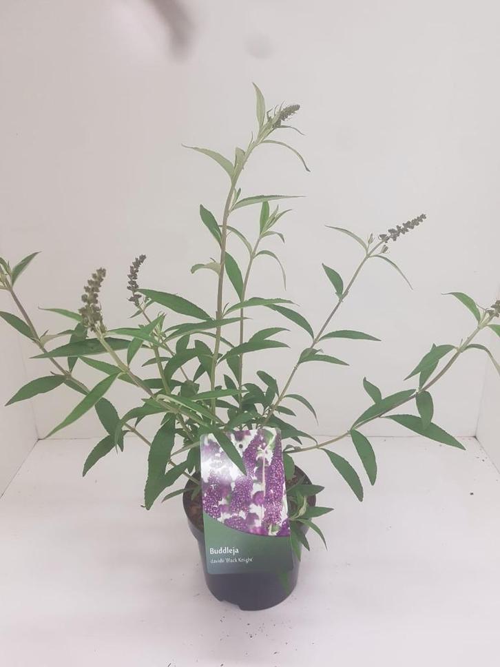 Vlinderstruiken (buddleja), Tuin en Terras, Planten | Tuinplanten, Vaste plant, Overige soorten, Volle zon, Zomer, Ophalen