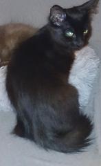 HEEL LIEF EN ZELDZAAM NEBELUNG KITTEN (BLAUWE RUS), Meerdere dieren, Ontwormd, 0 tot 2 jaar