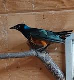 Driekleurglansspreeuw, Geslacht onbekend