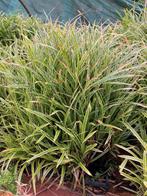 Bodembedekkers, Tuin en Terras, Ophalen, Overige soorten, Volle zon