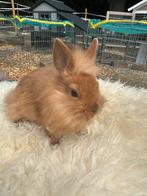 konijntje te koop, Dieren en Toebehoren, Konijnen