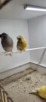 2 gloster mannen, Dieren en Toebehoren, Mannelijk