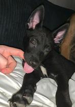 Zeer lieve sociale mechesle x Hollandse herder pup, Dieren en Toebehoren, Ophalen of Verzenden, Hond