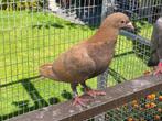 Postduiven, kleurpostduiven, Dieren en Toebehoren, Vogels | Duiven, Meerdere dieren, Postduif