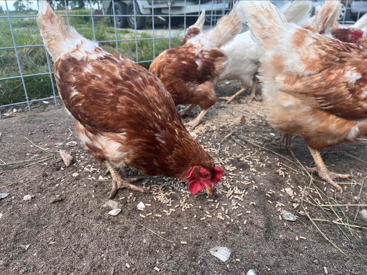Lieve witte en bruine kippen te koop, Dieren en Toebehoren, Pluimvee, Kip, Vrouwelijk
