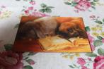 Knaagdieren Postkaart - Widder Konijnen en Boek, Finland, Verzamelen, Ansichtkaarten | Dieren, Verzenden, 1980 tot heden, Ongelopen