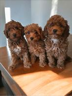 Prachtige toypoedel pups rood toy poedel, Dieren en Toebehoren, Honden | Chihuahua's en Gezelschapshonden, Poedel, CDV (hondenziekte)