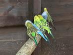 Grasparkieten, Dieren en Toebehoren, Vogels | Parkieten en Papegaaien, Meerdere dieren, Parkiet