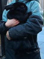 Mega lief en tam konijn, Dieren en Toebehoren, Ophalen, Zo goed als nieuw, Hondenjas