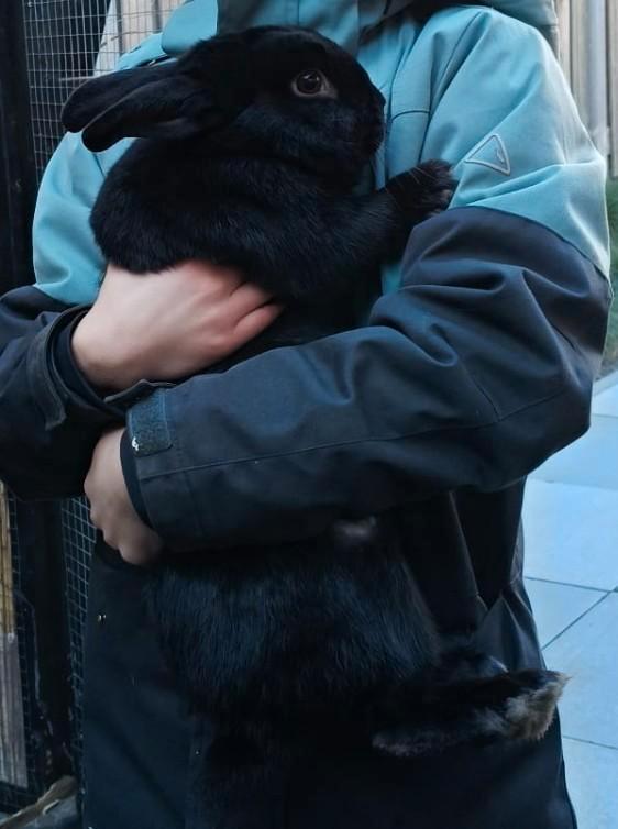 Mega lief en tam konijn, Dieren en Toebehoren, Hondenkleding, Zo goed als nieuw, Hondenjas, Ophalen