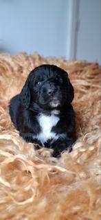 Labradoodle x  Bloedhond / Grote Zwitserse Senner pups, Parvo, 8 tot 15 weken, Meerdere, Meerdere dieren