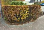 5,5 meter beukenhaag - gratis, Tuin en Terras, Planten | Struiken en Hagen, Ophalen, Beukenhaag, Haag, 100 tot 250 cm
