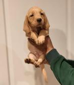 Basset Fauve de bretagne met vleugje colllie meteen mee, Parvo, Basset, 8 tot 15 weken, Meerdere dieren