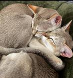 Zeldzame Singapura raskatten (Gecastreerd, stamboom, 6mnd), Dieren en Toebehoren, Kater, Gechipt, 0 tot 2 jaar