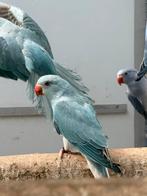 Jonge Halsbandparkiet halsband parkiet om tam te maken, Dieren en Toebehoren, Vogels | Parkieten en Papegaaien, Meerdere dieren