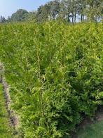Te koop: mooie Thuja Brabant.. de groene haagconifeer, Tuin en Terras, Ophalen, Conifeer, Haag, 100 tot 250 cm
