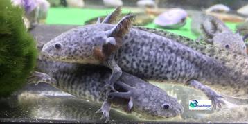 Axolotl Axanthic beschikbaar voor biedingen